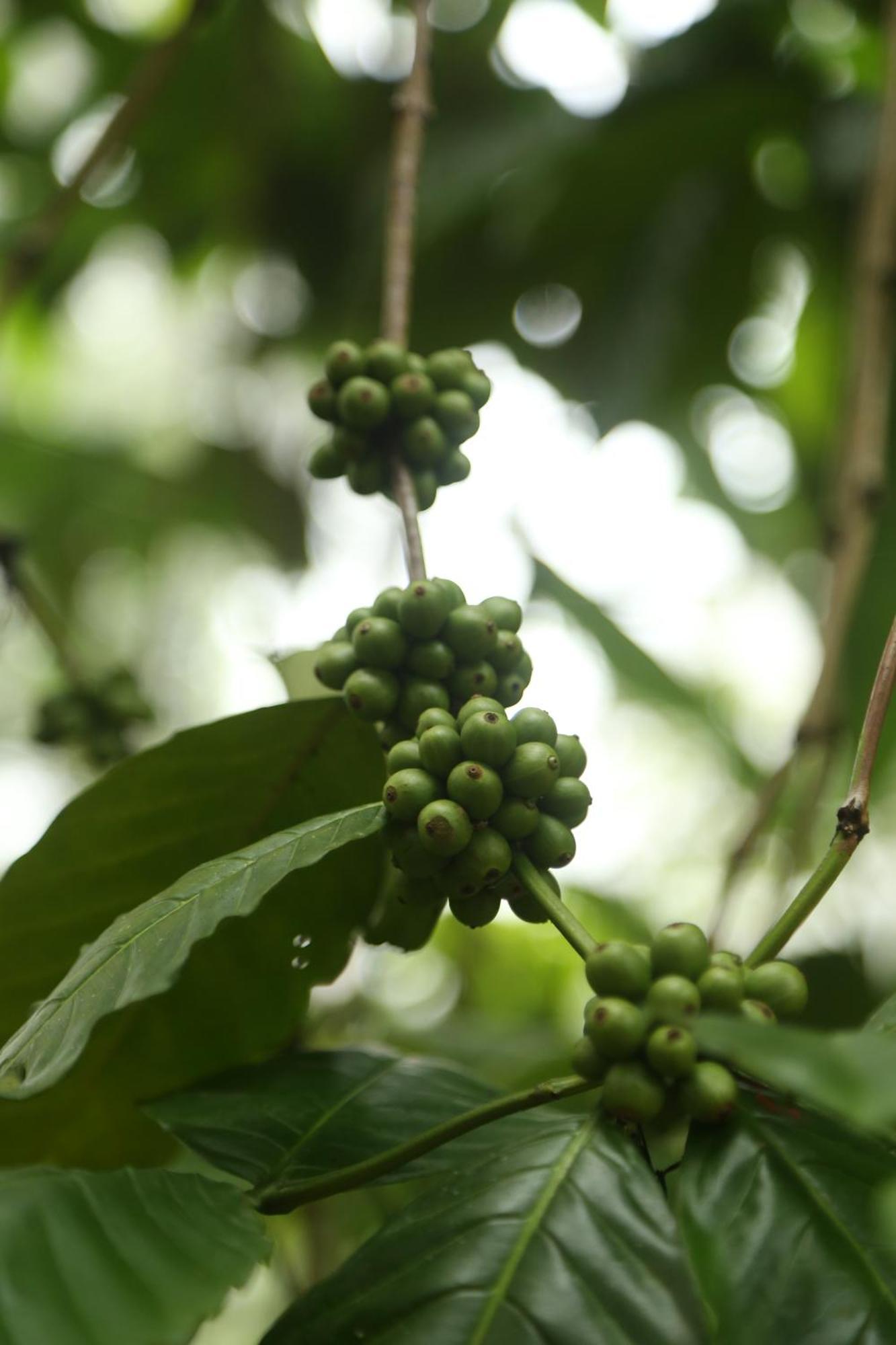 Spice Forest Plantation Homestay, Thekkady Vandiperiyār Εξωτερικό φωτογραφία