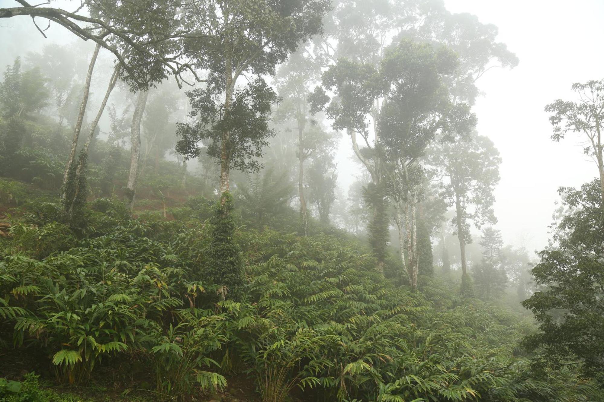 Spice Forest Plantation Homestay, Thekkady Vandiperiyār Εξωτερικό φωτογραφία
