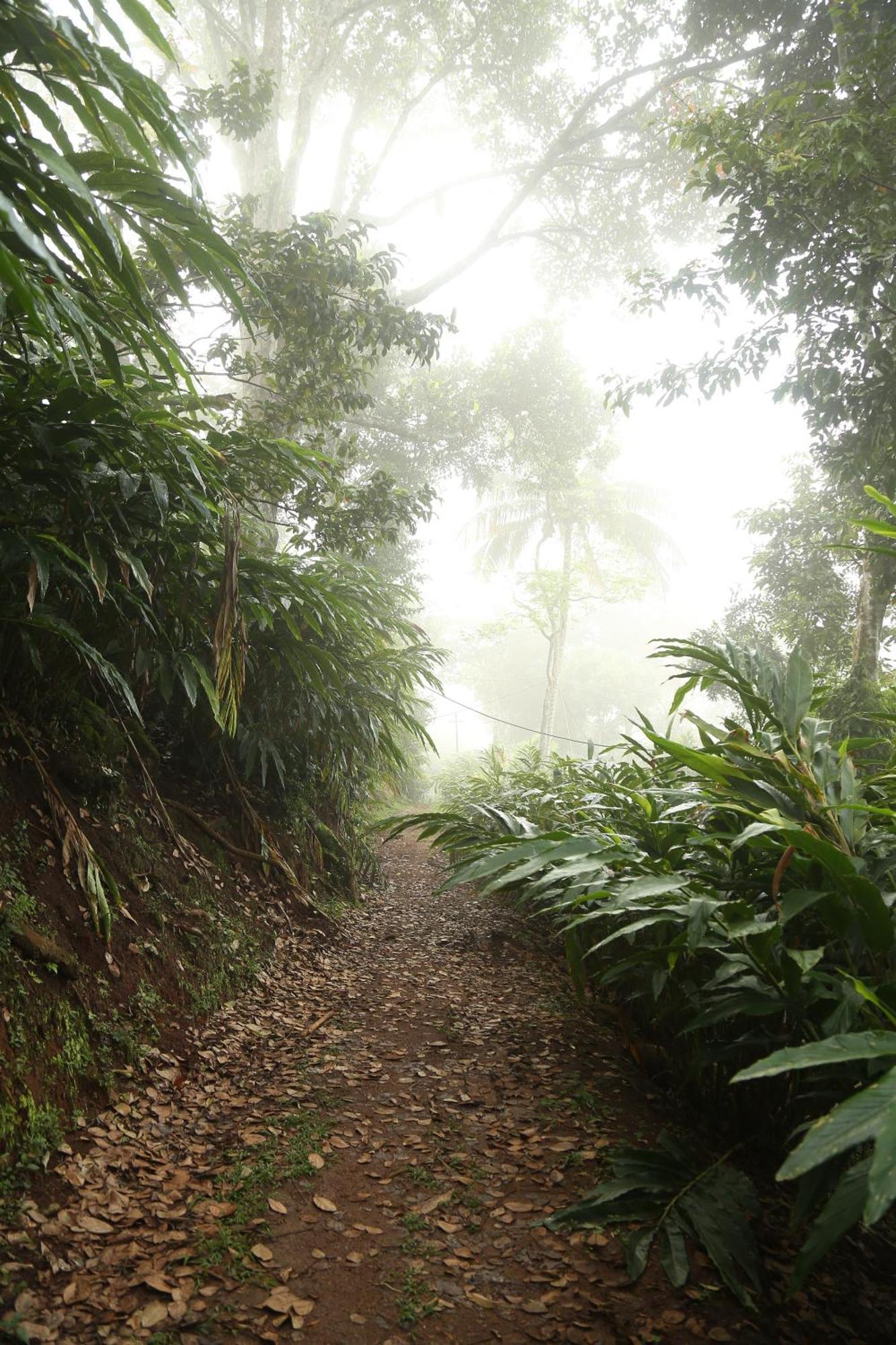 Spice Forest Plantation Homestay, Thekkady Vandiperiyār Εξωτερικό φωτογραφία
